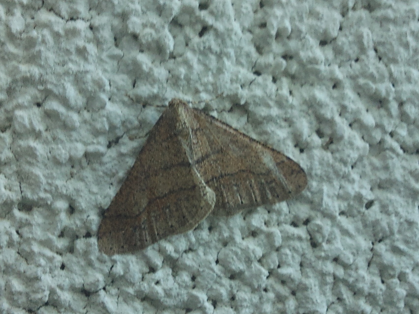 Agriopis marginaria - sárgás téliaraszoló