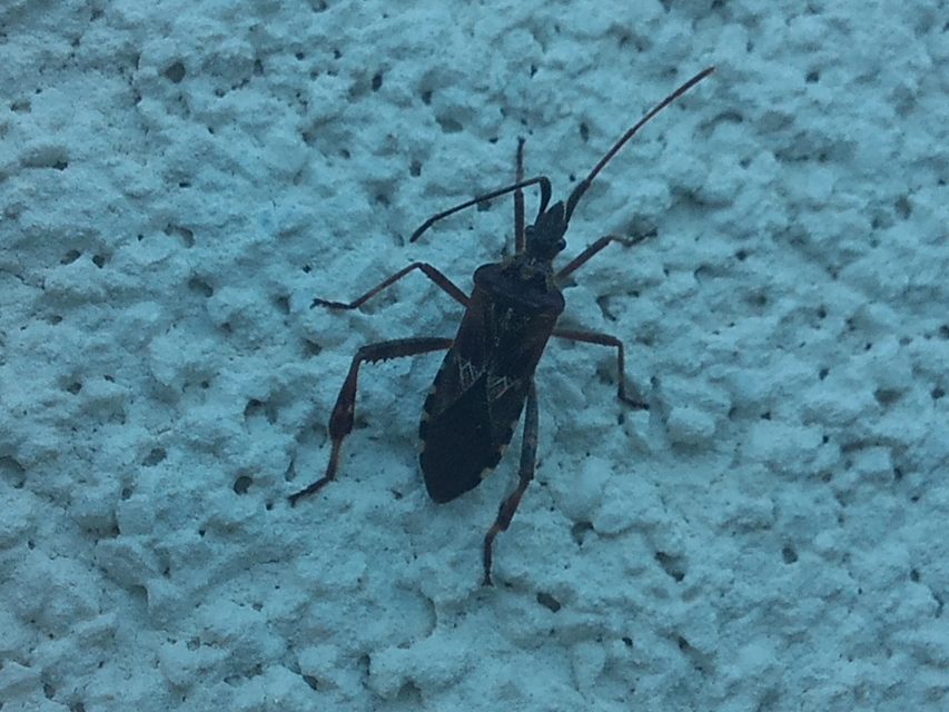 Leptoglossus occidentalis - nyugati levéllábú poloska Leptoglossus occidentalis - nyugati levéllábú poloska