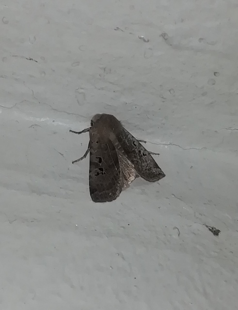 Conistra rubiginosa - szürke télibagoly