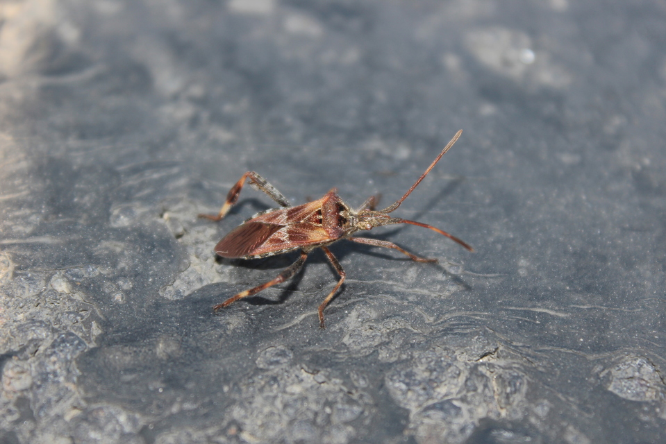 Leptoglossus occidentalis - nyugati levéllábú poloska Leptoglossus occidentalis - nyugati levéllábú poloska