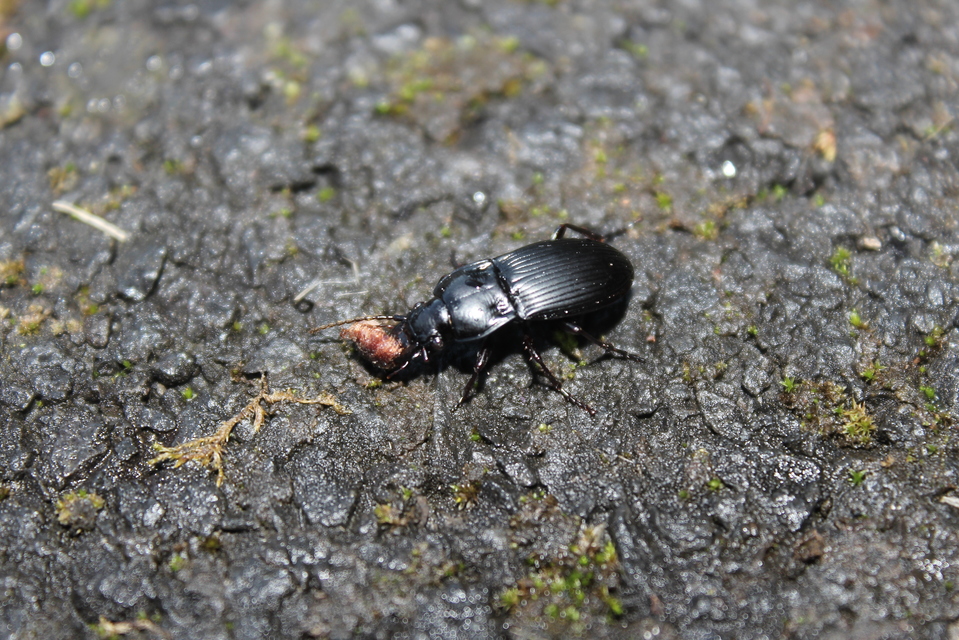 Abax parallelus - karcsú szélesfutó