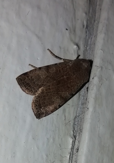 Conistra rubiginosa - szürke télibagoly