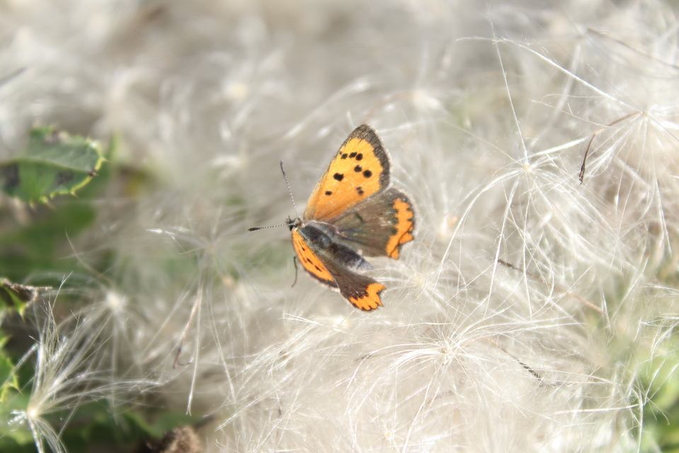 Lycaena phlaeas - közönséges tűzlepke