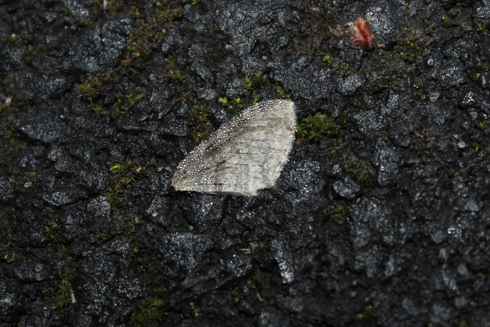 Epirrita christyi/dilutata
