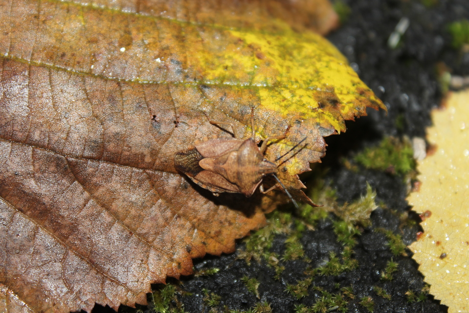 Carpocoris Carpocoris