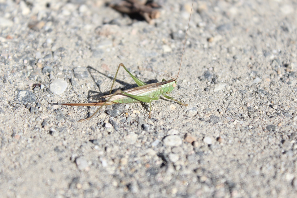 Conocephalus fuscus - kis kúpfejűszöcske