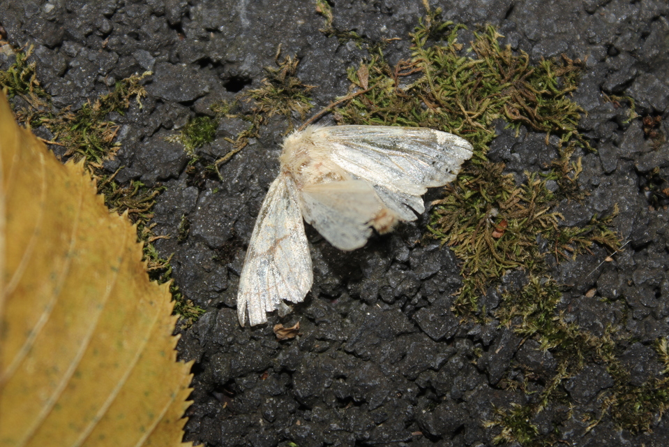 Tiliacea citrago - citromszínű sárgabagoly