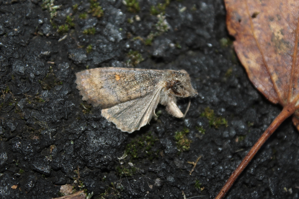Eupsilia transversa - holdacskás télibagoly