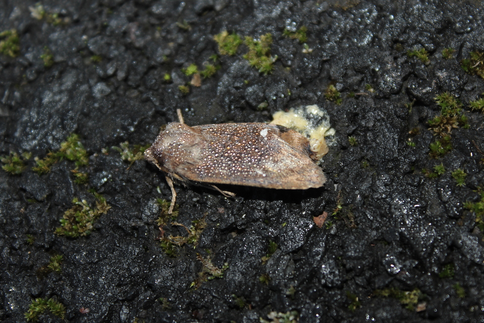 Eupsilia transversa - holdacskás télibagoly