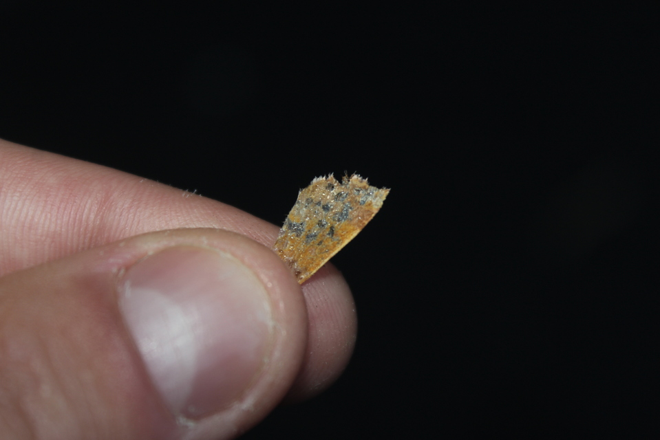 Tiliacea aurago - aranyló sárgabagoly