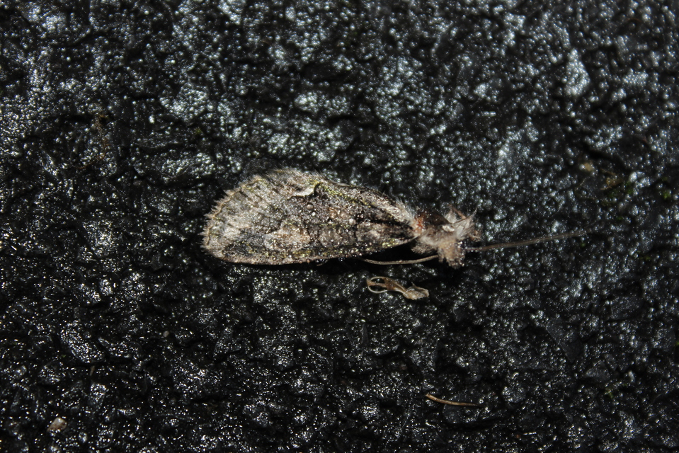 Allophyes oxyacanthae - galagonyabagoly