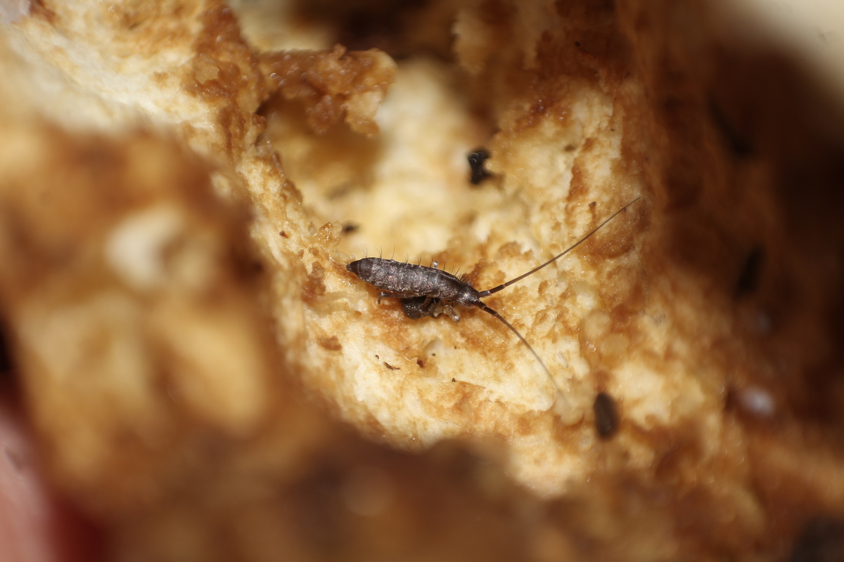 Pogonognathellus longicornis