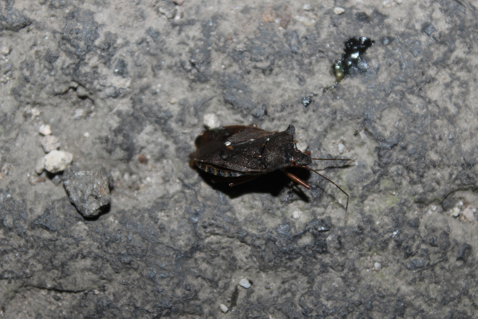 Pentatoma rufipes - vöröslábú címerespoloska Pentatoma rufipes - vöröslábú címerespoloska