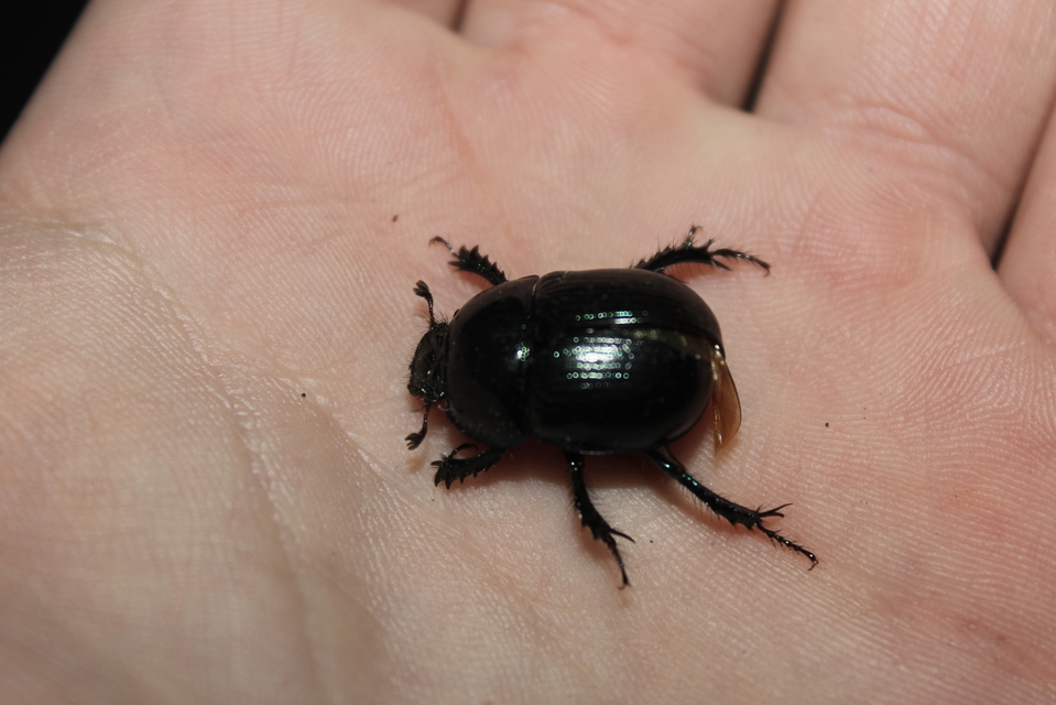 Anoplotrupes stercorosus - erdei álganéjtúró