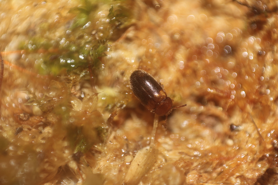 Triphyllus bicolor - kétszínű gombabogár