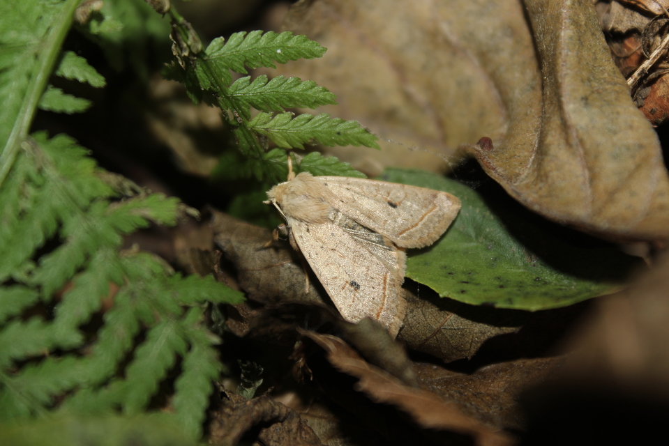 Leptologia macilenta - gyertyán-őszibagoly