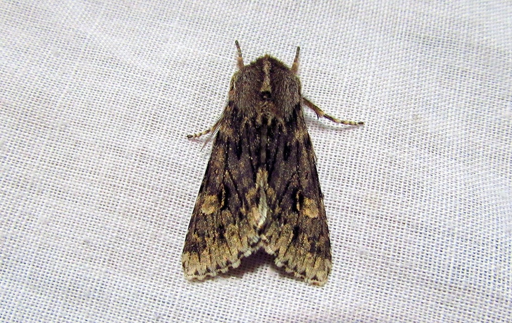 Brachionycha nubeculosa - zömök fésűsbagoly