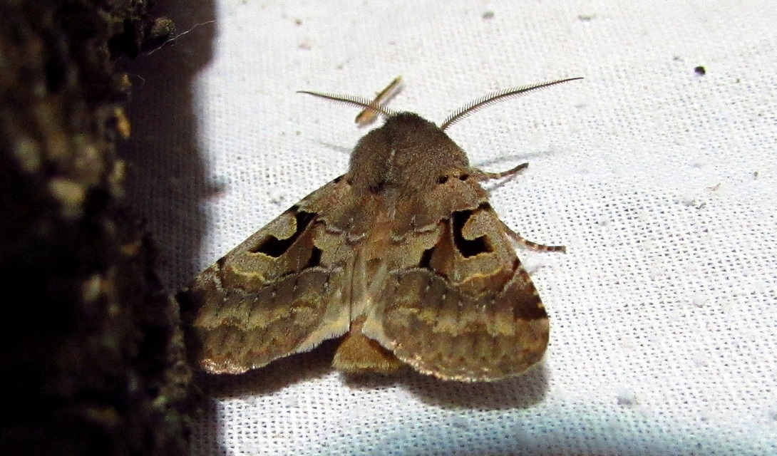 Orthosia gothica - feketefoltos barkabagoly