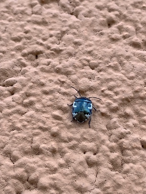 Tritomegas bicolor - foltos földipoloska
