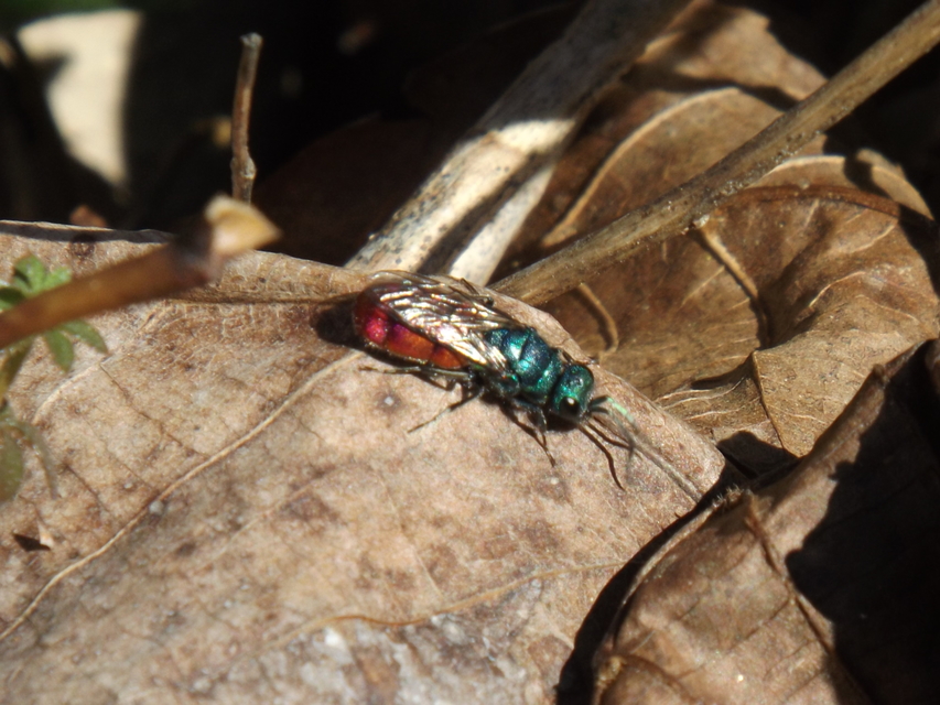 Chrysididae - fémdarazsak