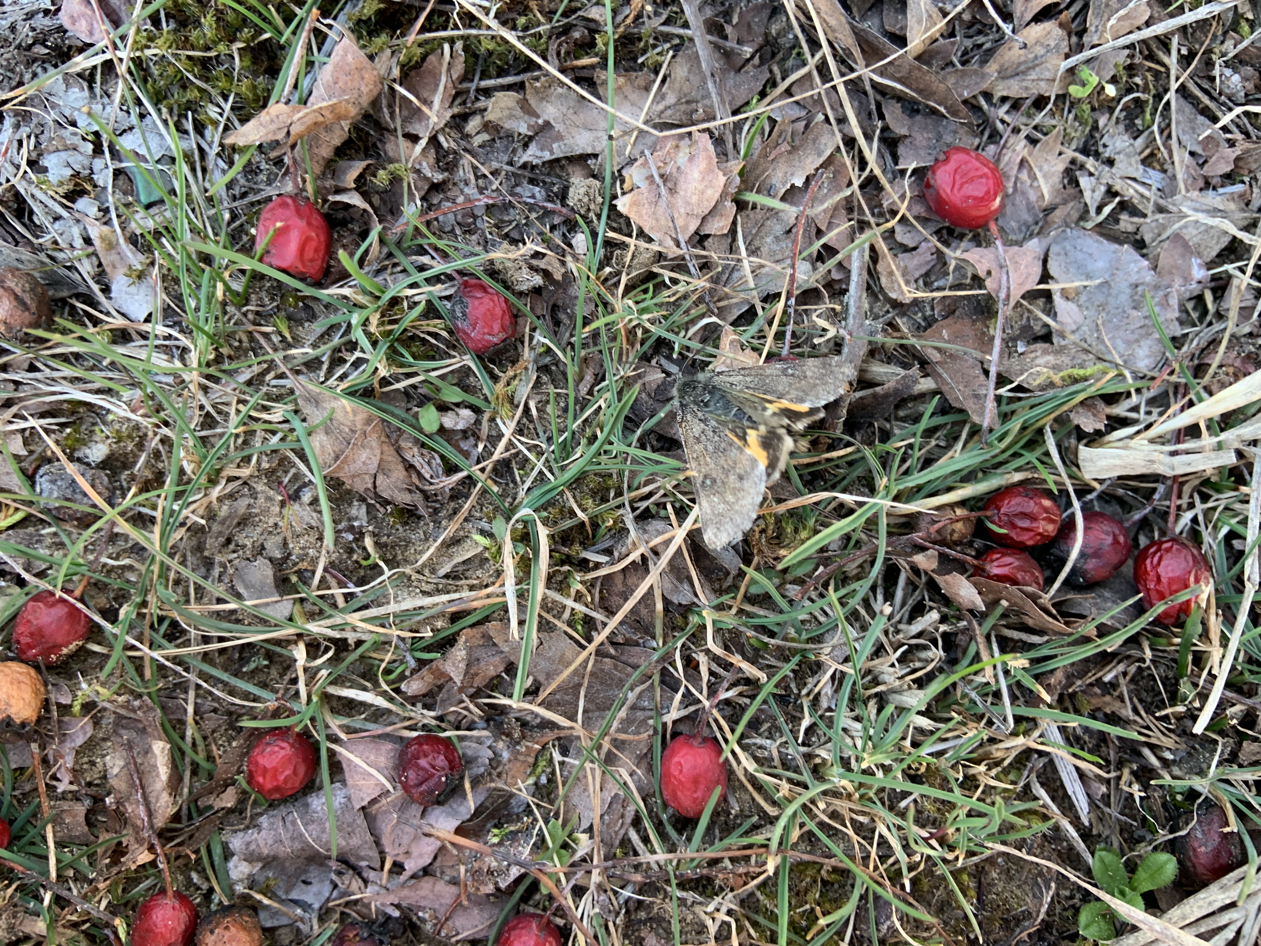 Boudinotiana puella - kis nappaliaraszoló