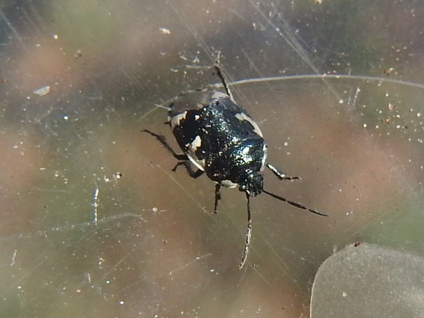 Tritomegas bicolor - foltos földipoloska