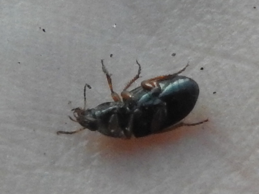 Amara Amara