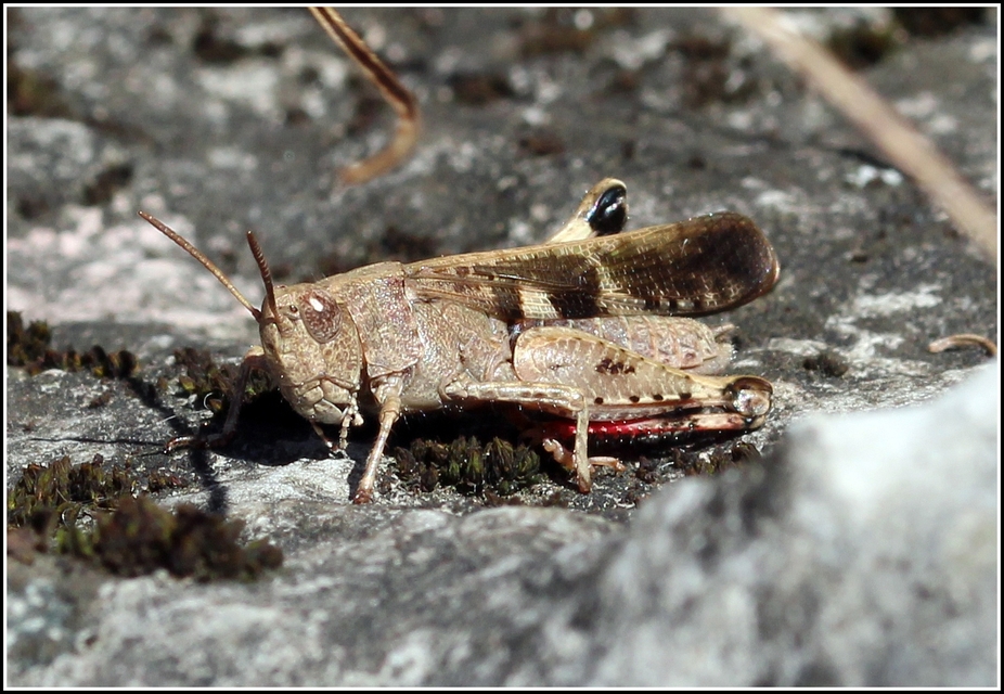 Calliptamus italicus - olaszsáska