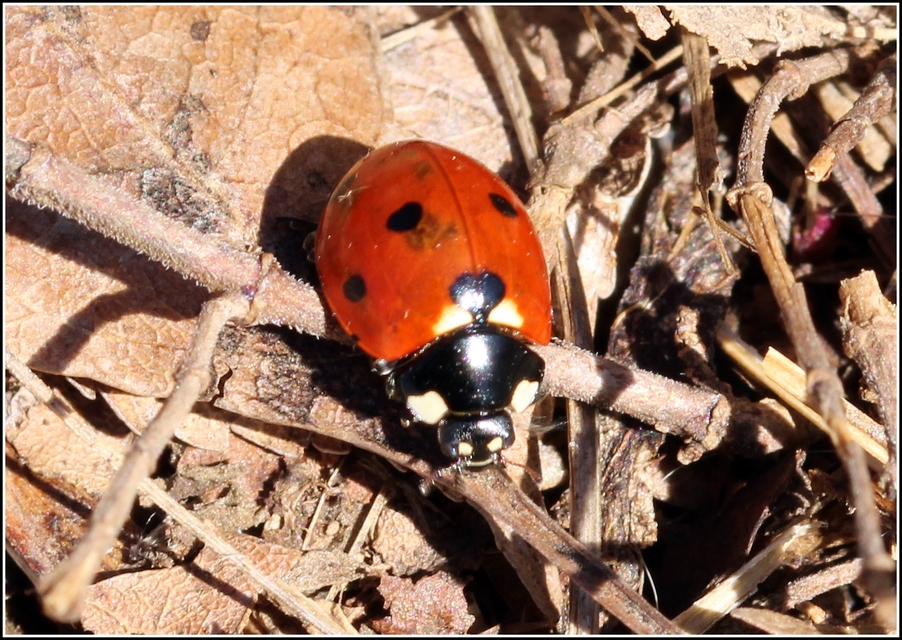 Coccinella septempunctata - hétpettyes katica