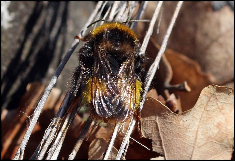 Bombus haematurus - mediterrán poszméh
