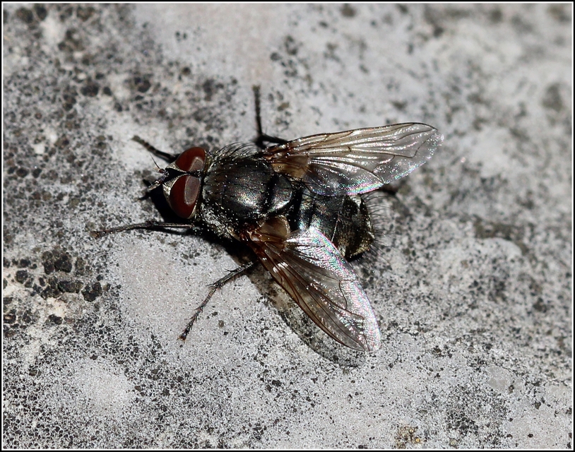 Pollenia