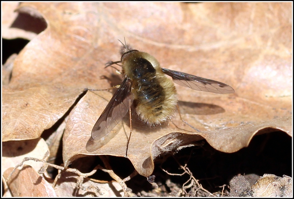Bombylius major - szegélyes pöszörlégy