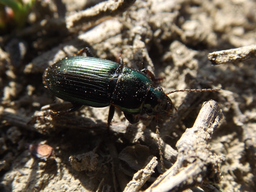 Harpalus distinguendus - mezei lomhafutó