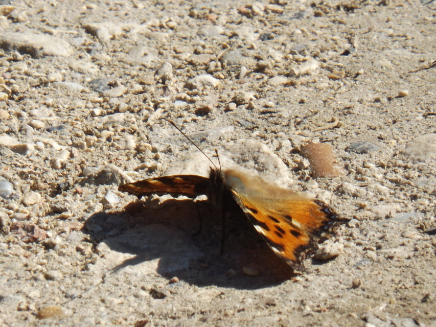 Nymphalis polychloros - nagy rókalepke