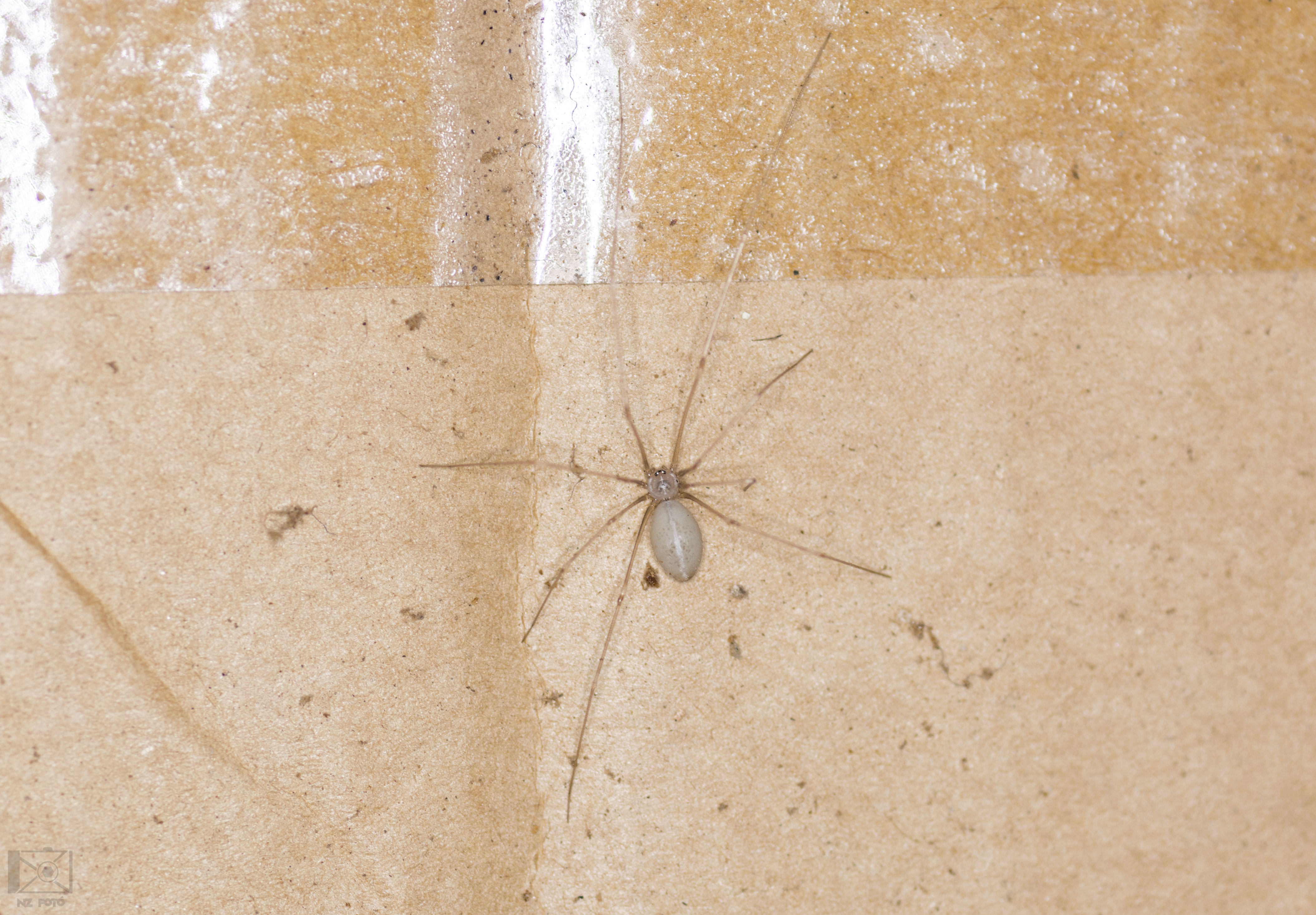 Pholcus opilionoides - kis álkaszáspók