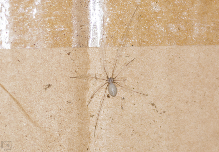 Pholcus opilionoides - kis álkaszáspók