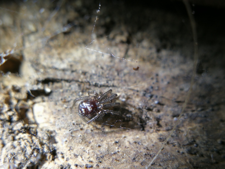 Steatoda Steatoda