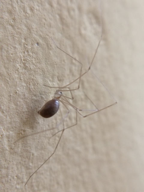 Pholcidae - álkaszáspókok