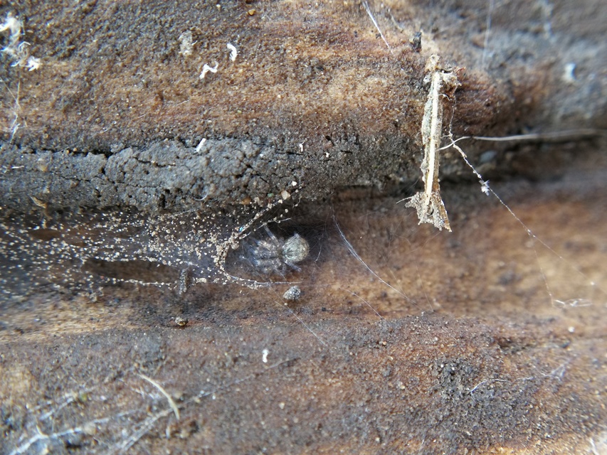 Tegenaria