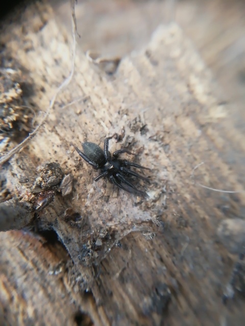 Gnaphosidae - kövipókok
