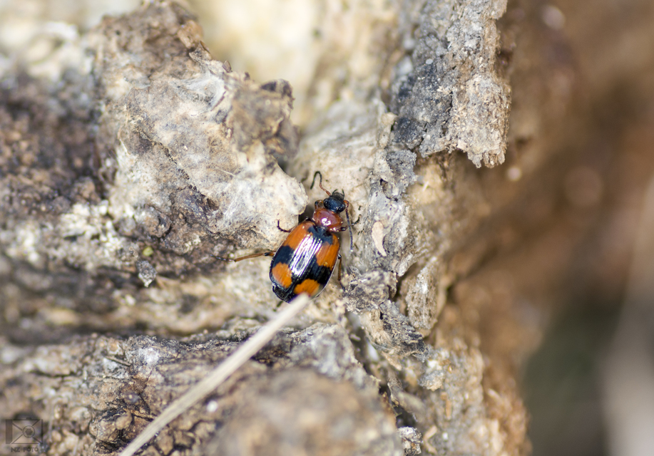 Lebia cruxminor - keresztes cserjefutó
