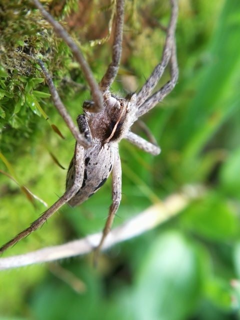 Pisaura mirabilis - csodáspók