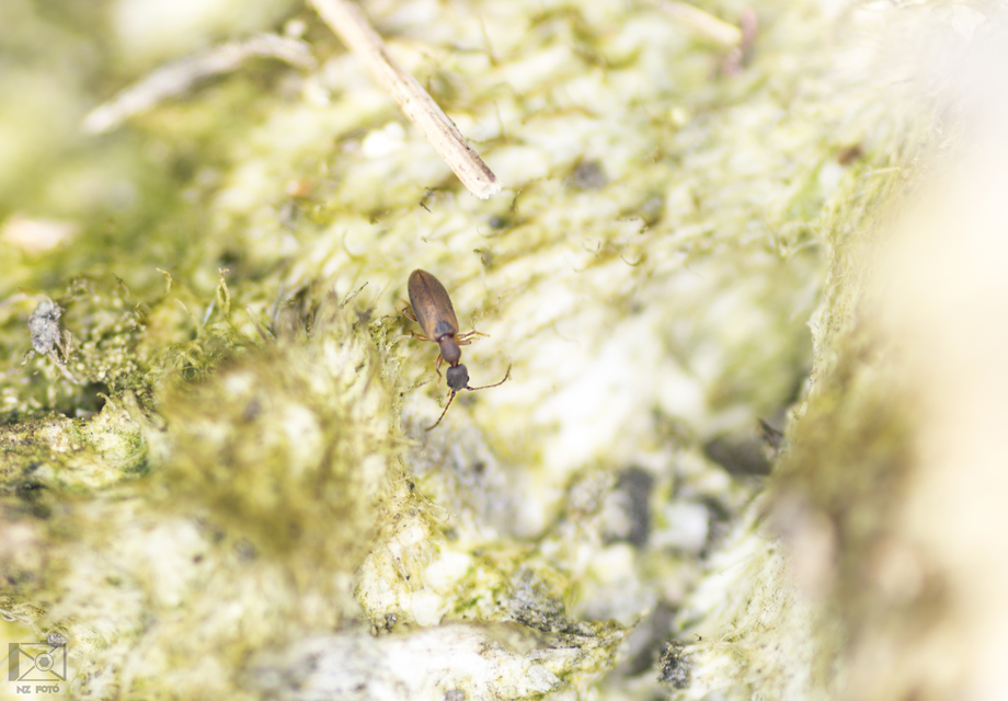 Endomia tenuicollis - keskenynyakú fürgebogár
