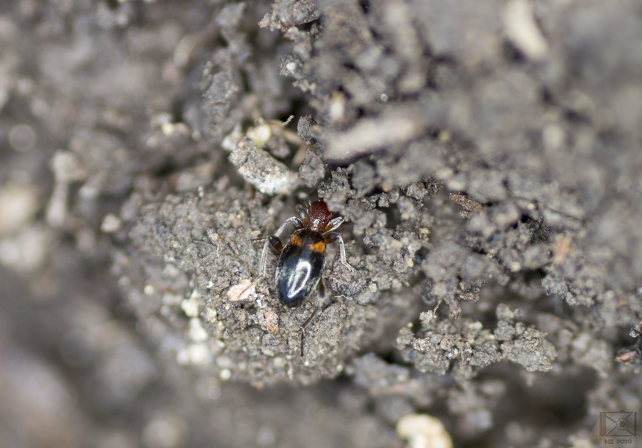 Anthelephila pedestris - hangyaszerű fürgebogár