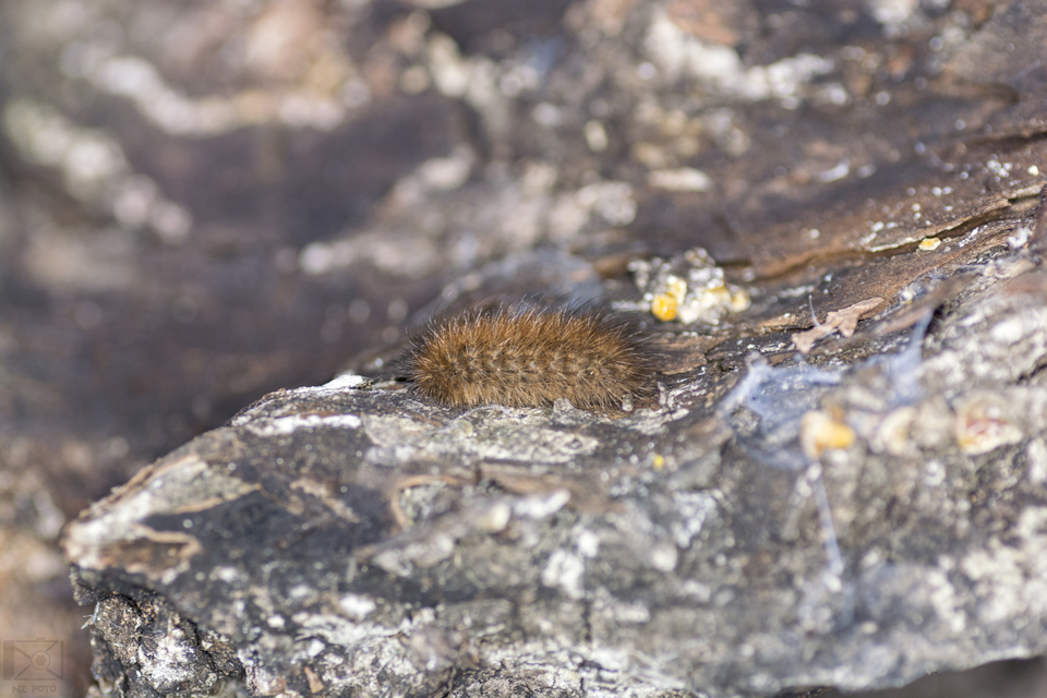 Phragmatobia fuliginosa - füstös medvelepke