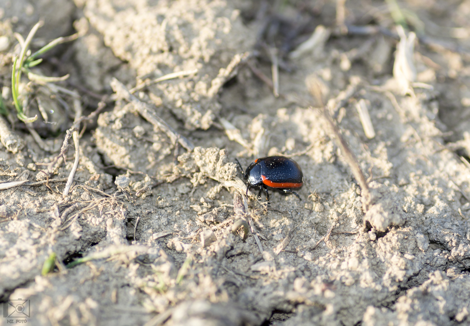 Chrysolina kuesteri - ráncos szegélyeslevelész