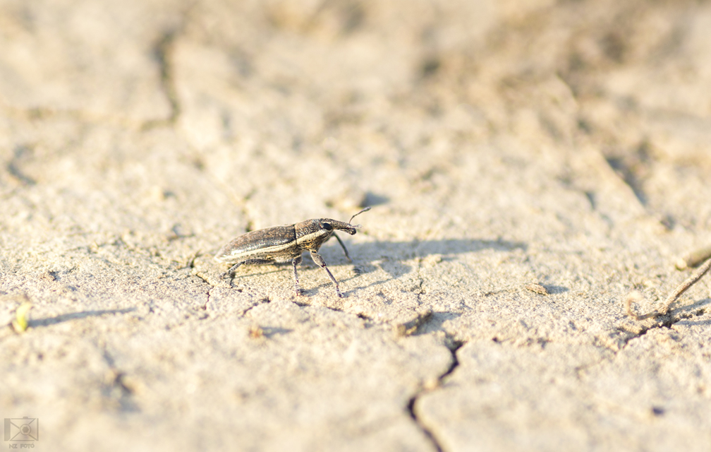 Lixus albomarginatus - fehérszegélyes dudvabarkó