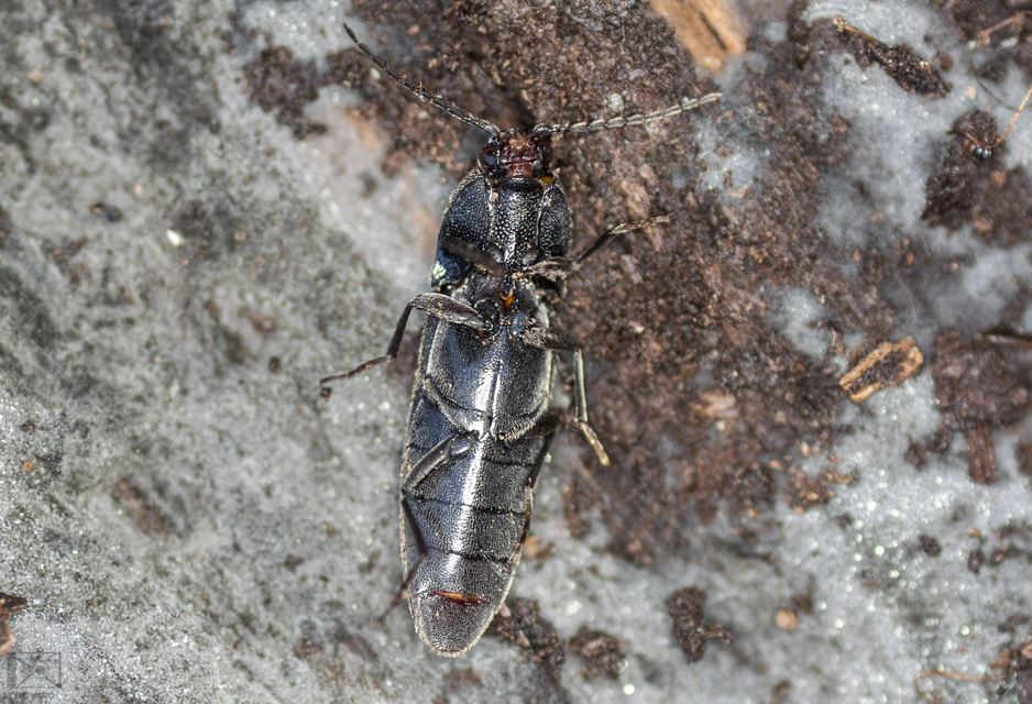 Melanotus