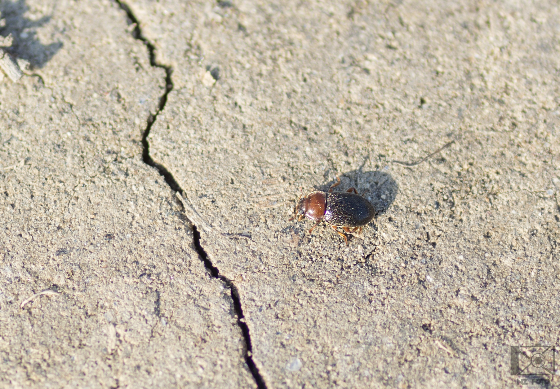 Tetrabrachys connatus - pusztai földiböde