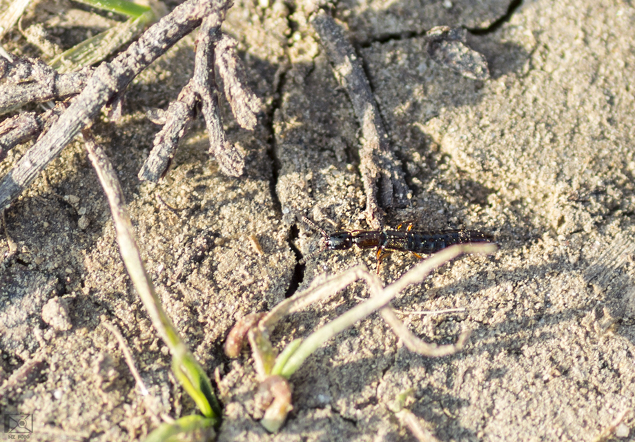 Xantholinus linearis - bronzfényű rovátkásholyva Xantholinus linearis - bronzfényű rovátkásholyva